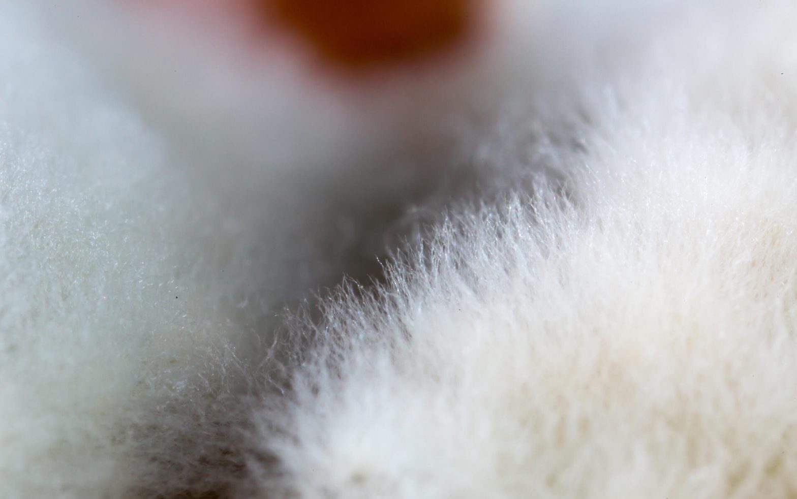 Mold close-up macro. Moldy fungus on food. Fluffy spores mold as a background or texture. Mold fungus. Abstract background with copy space.